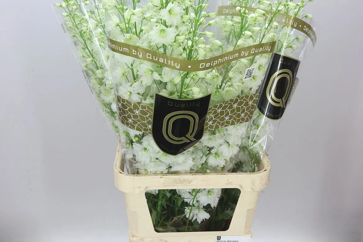 Stračonôžka Elatum Dewi Impressive White • 110 cm