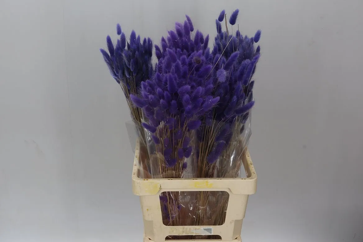 Lagurus Milka, sušené • 65 cm