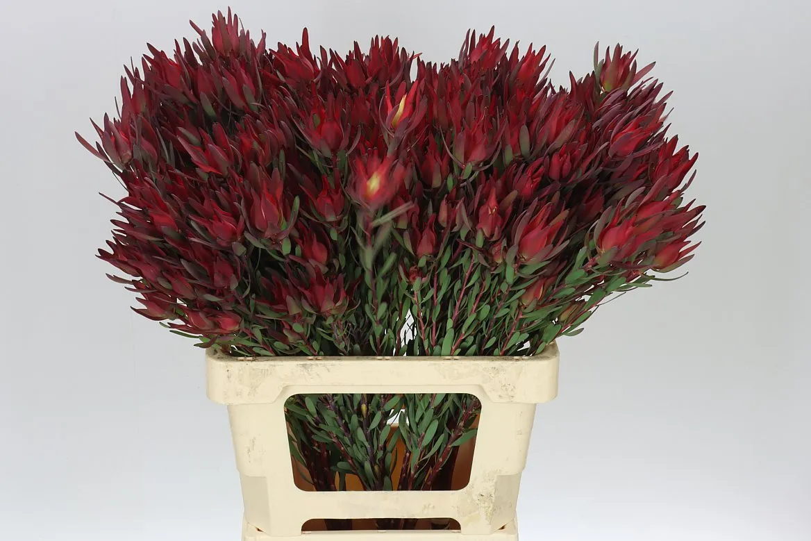 Leucadendron Sal Blush Spray • 60 cm