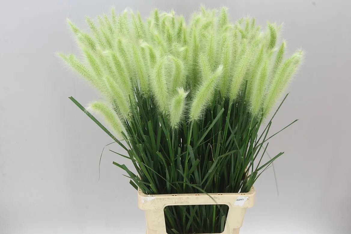 Pennisetum Blondi • 75 cm