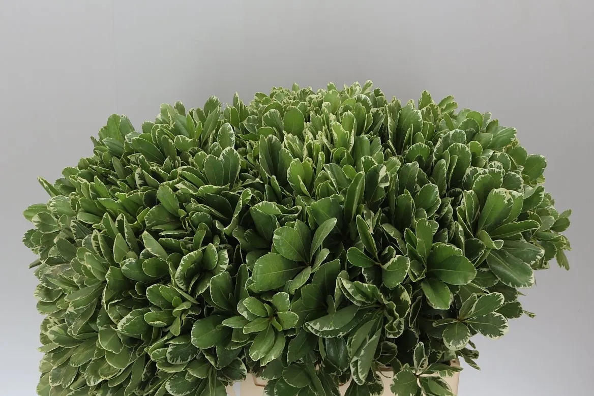 Pittosporum Ilan • 60 cm