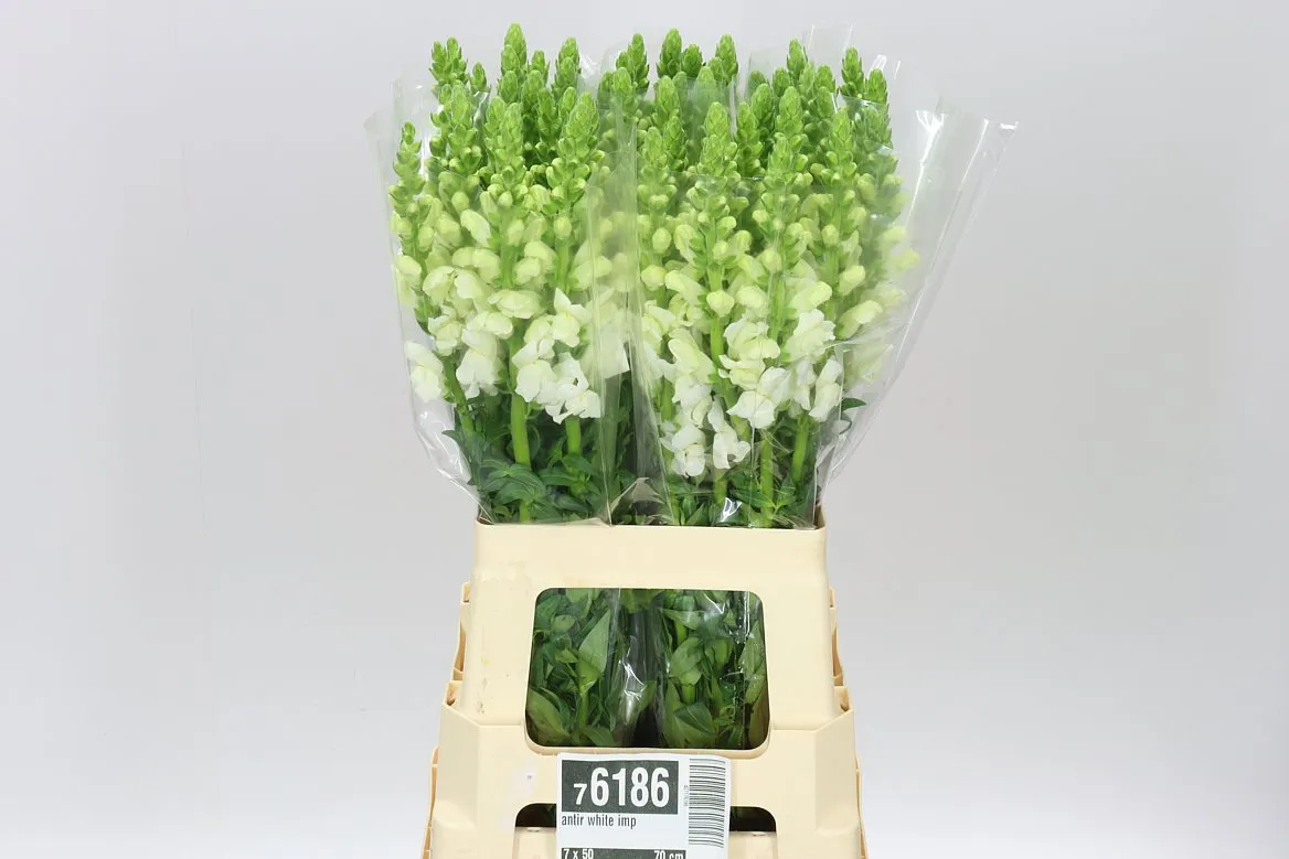 Papuľka White Imp • 70 cm
