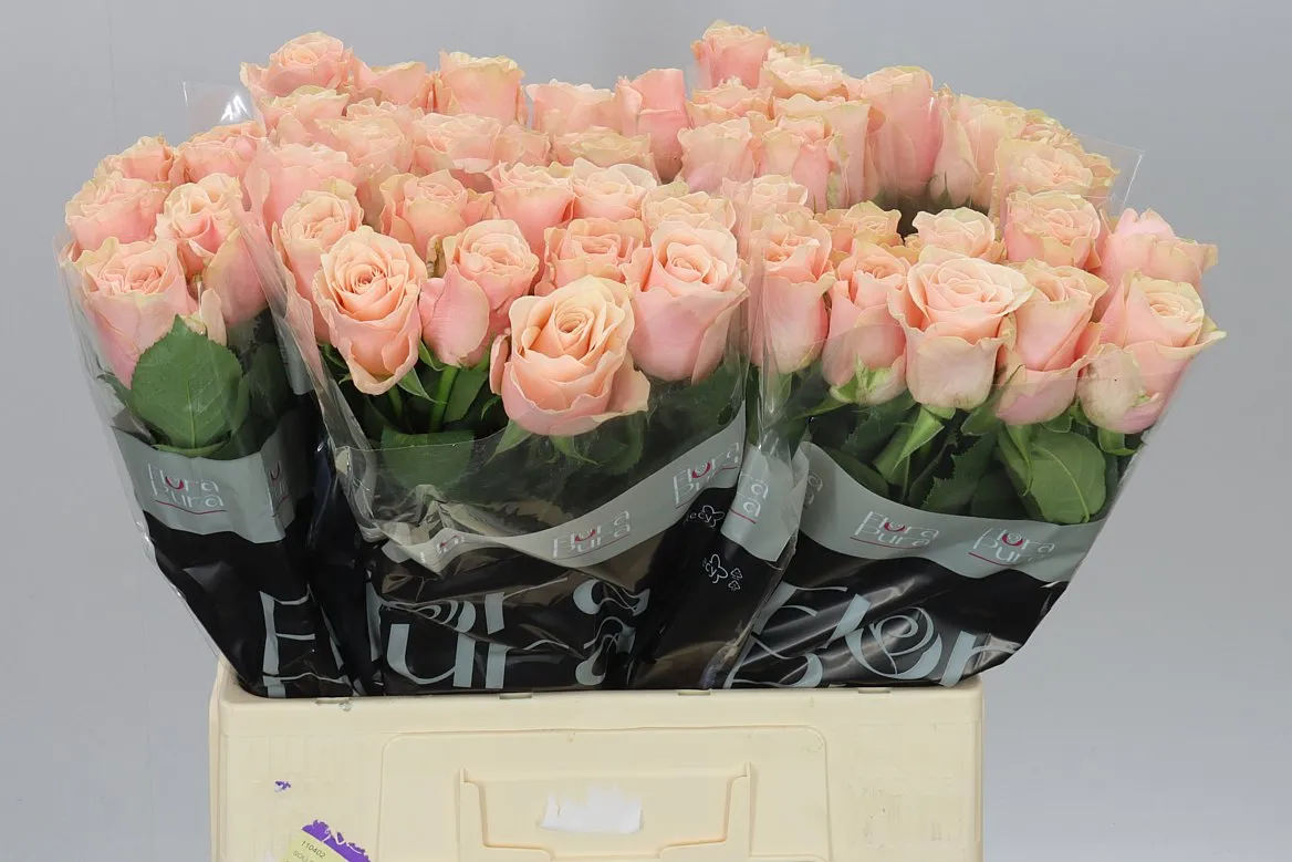 Ruža Lady Lala • 60 cm