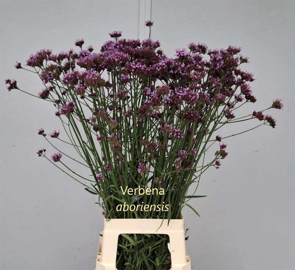 Verbena Has Pink Spires • 85 cm