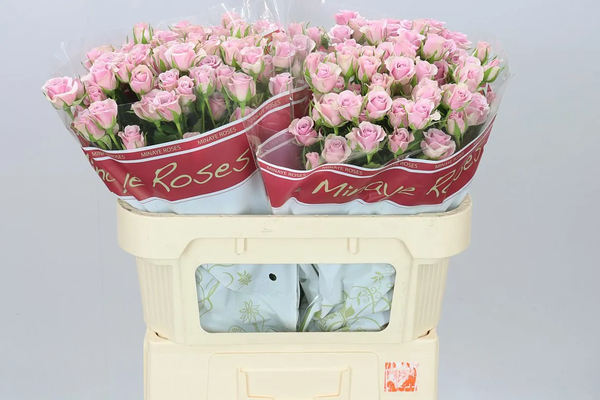 Rosa Tr Leila • 70 cm