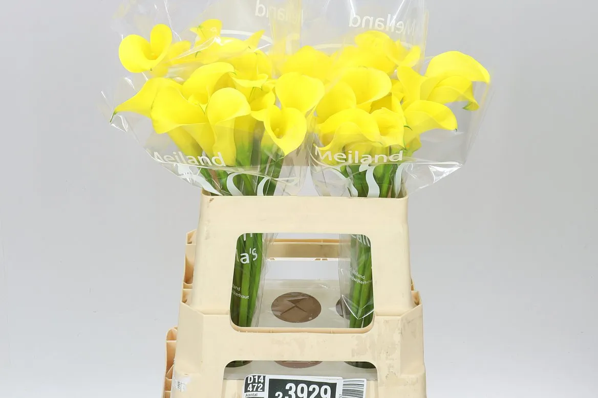 Zant Gold Medal • 55 cm