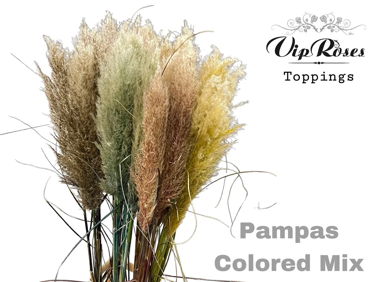 Pampas Light Color Mix • 120 cm