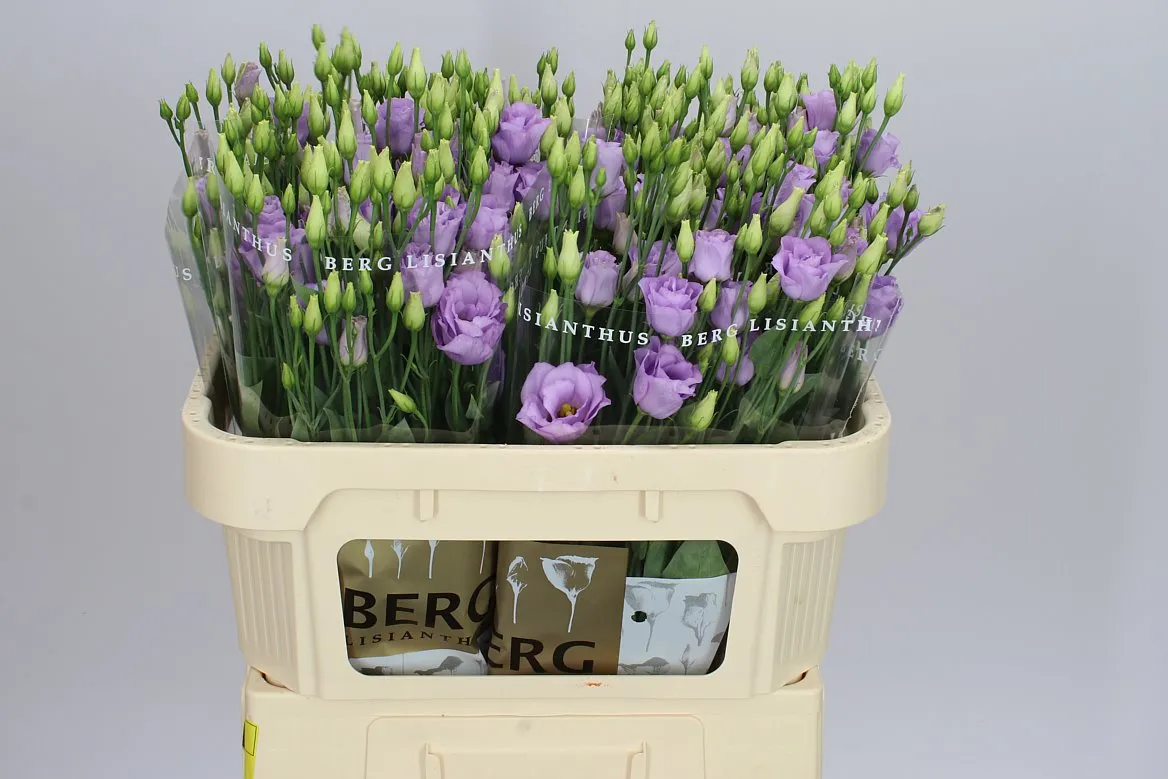 Eustóma plnokvetá Rosita Lavender • 72 cm