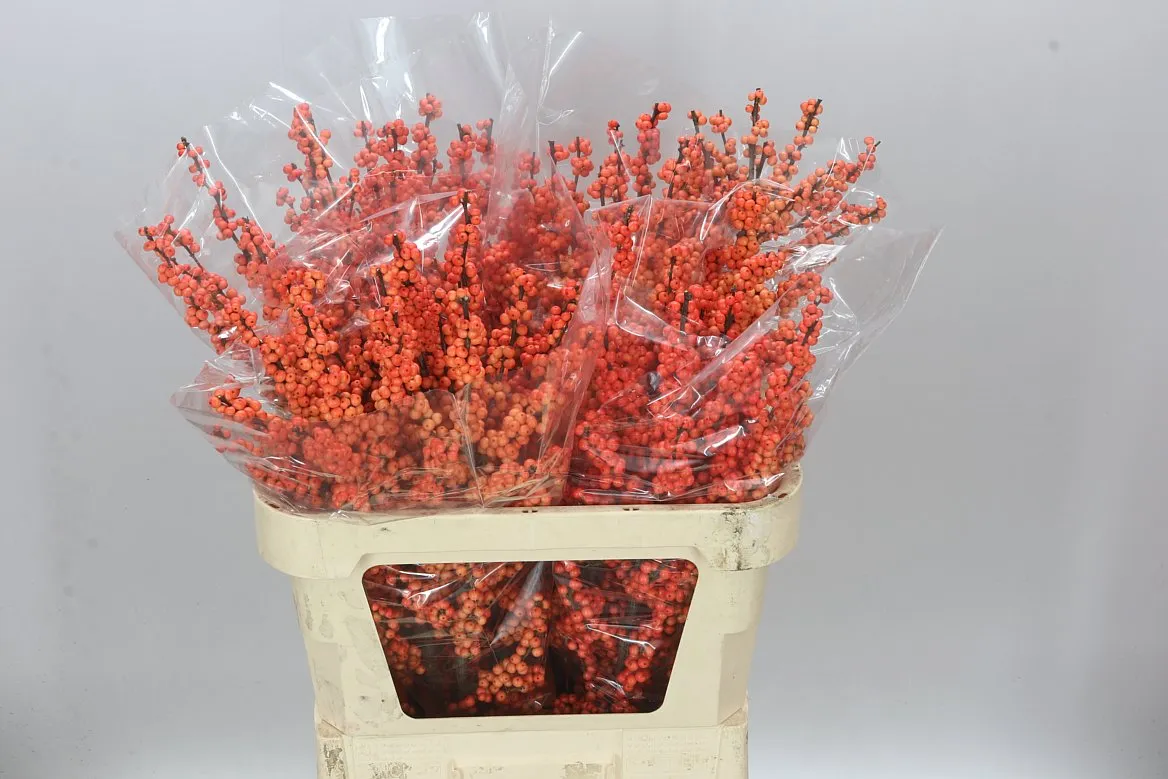 Ilex Winter Gold Ex • 80 cm