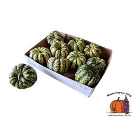 Okrasná tekvica P Sweet Dumpling