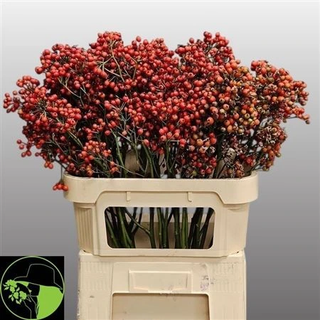 Šípky Mag Red Cascade • 80 cm