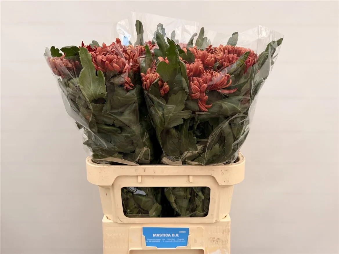 Chryzantéma veľkokvetá Ankara Red • 80 cm