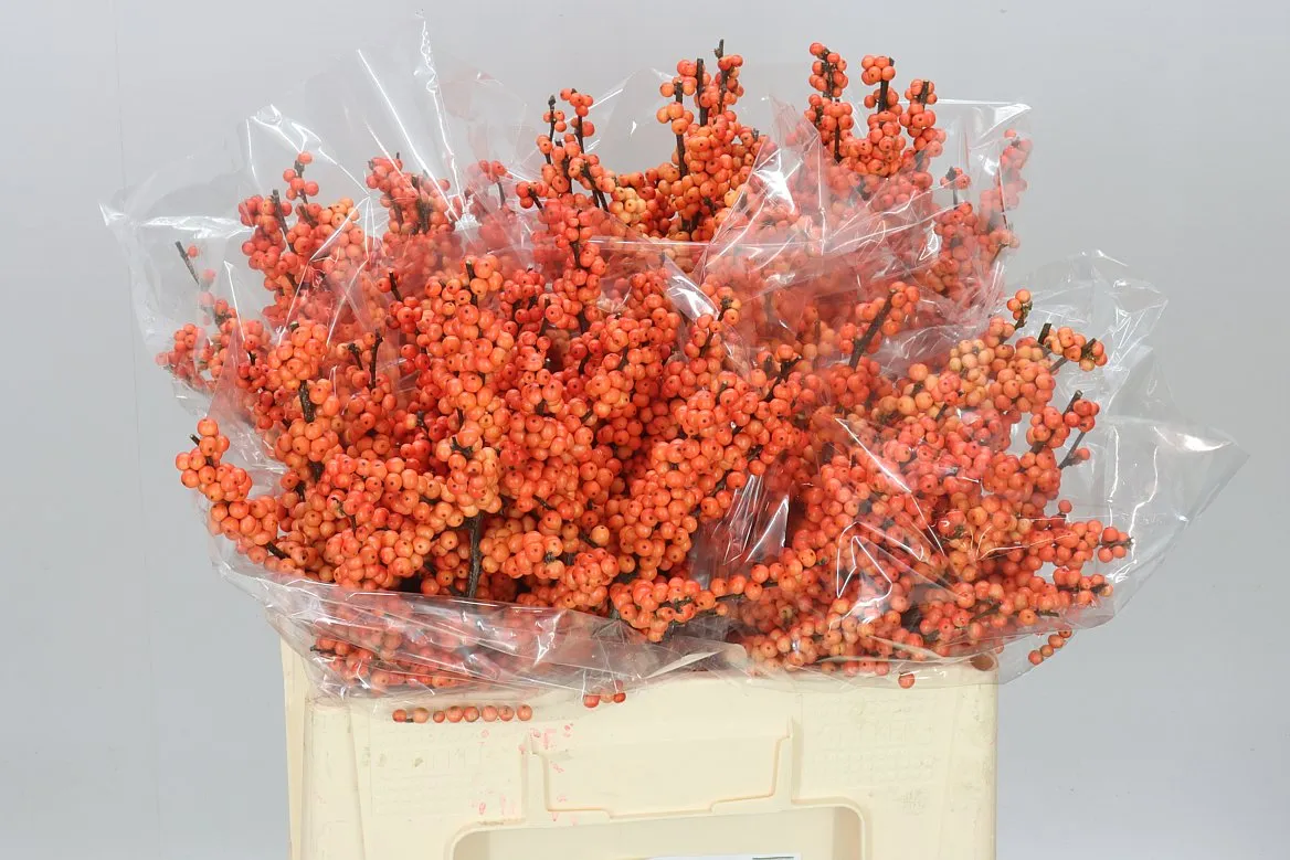 Ilex Winter Gold Ex • 60 cm