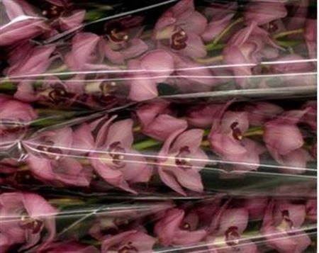 Orchidea Cymbidium veľkokvetá Ov Pink X6 • 80 cm