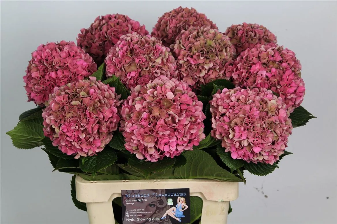 Hortenzia Glow Alps Classic Pink • 70 cm