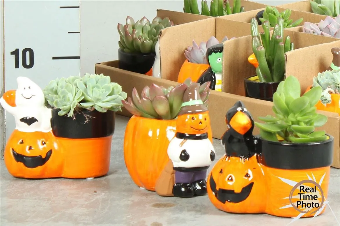 Arr Vetplanten v keramike Halloween mix • črepník 12 cm