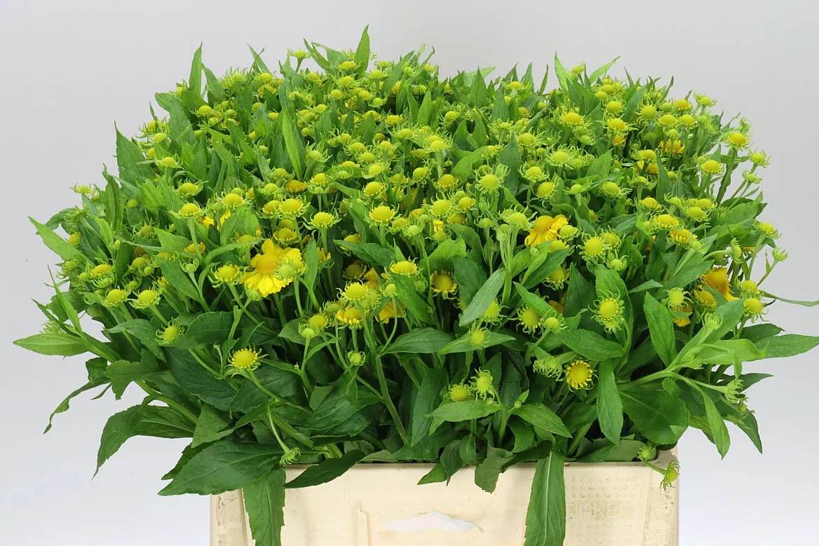 Helenium Kanaria • 60 cm
