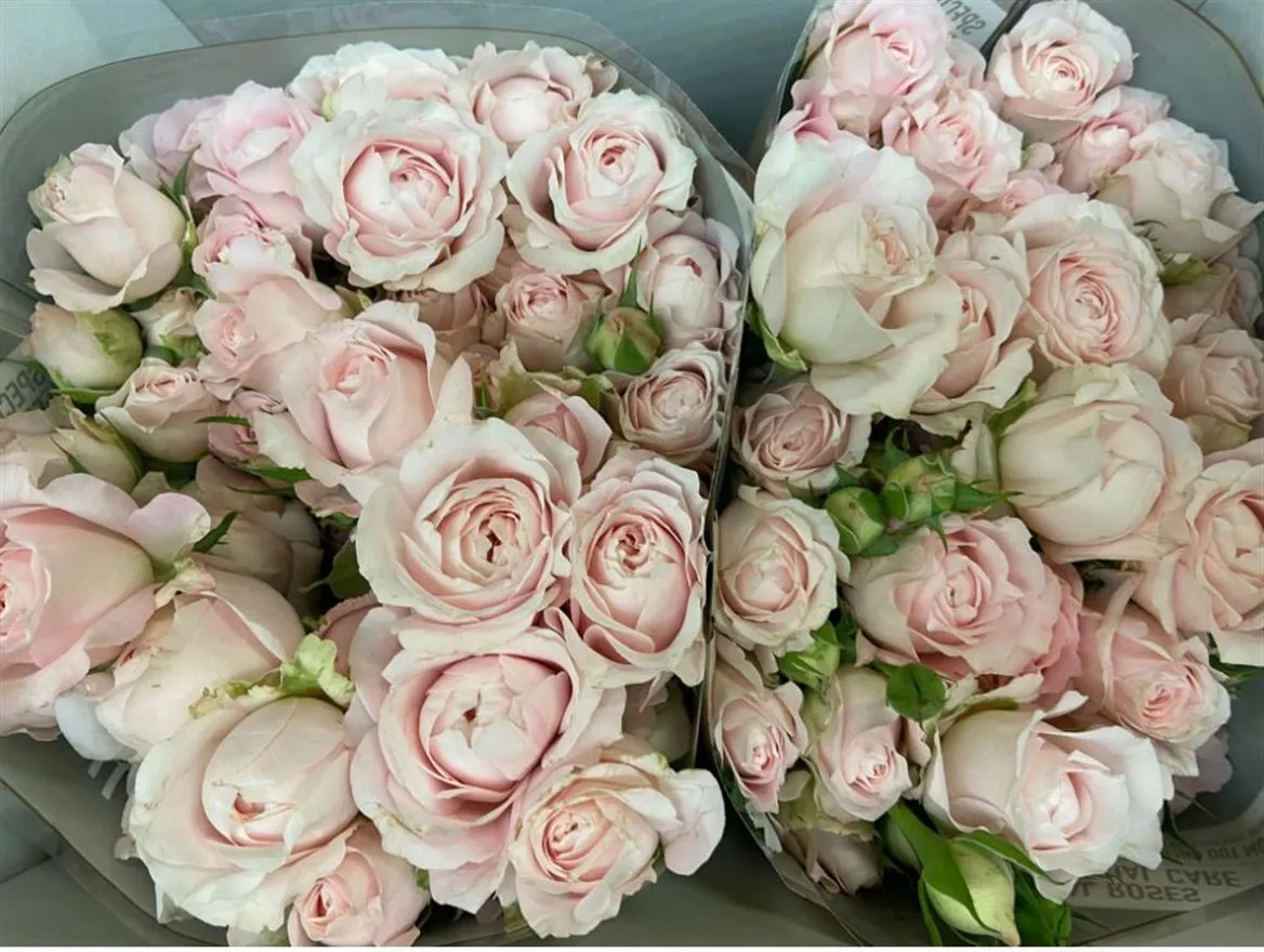 Rosa Spray Princess Fairy Pink • 50 cm