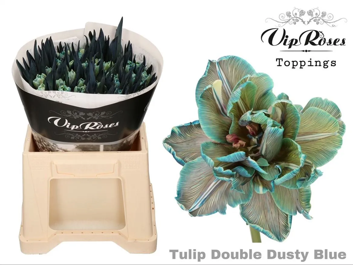 Tulipa Vip Du Double Dusty Blue