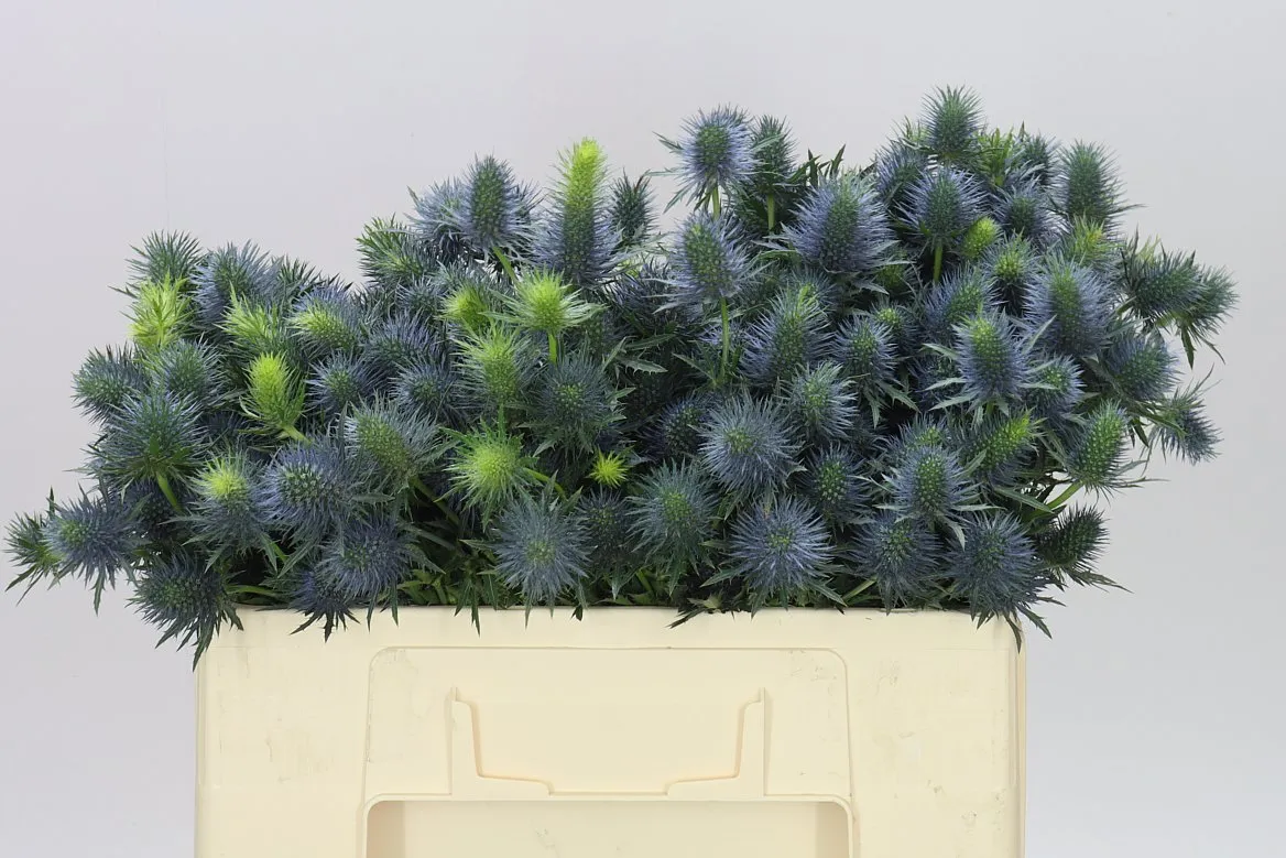 Eryngium Supernova • 50 cm