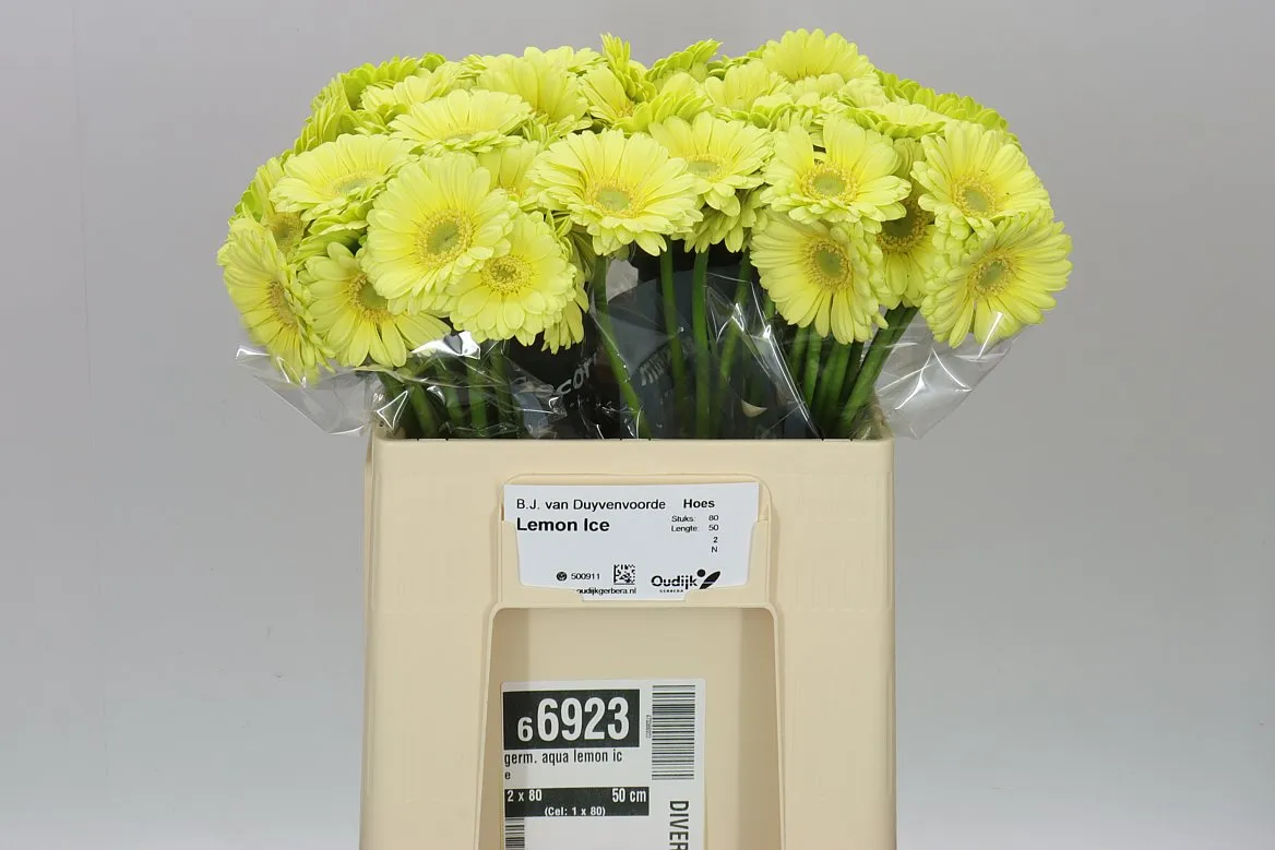 Germ: Aqua Lemon Ice • 50 cm