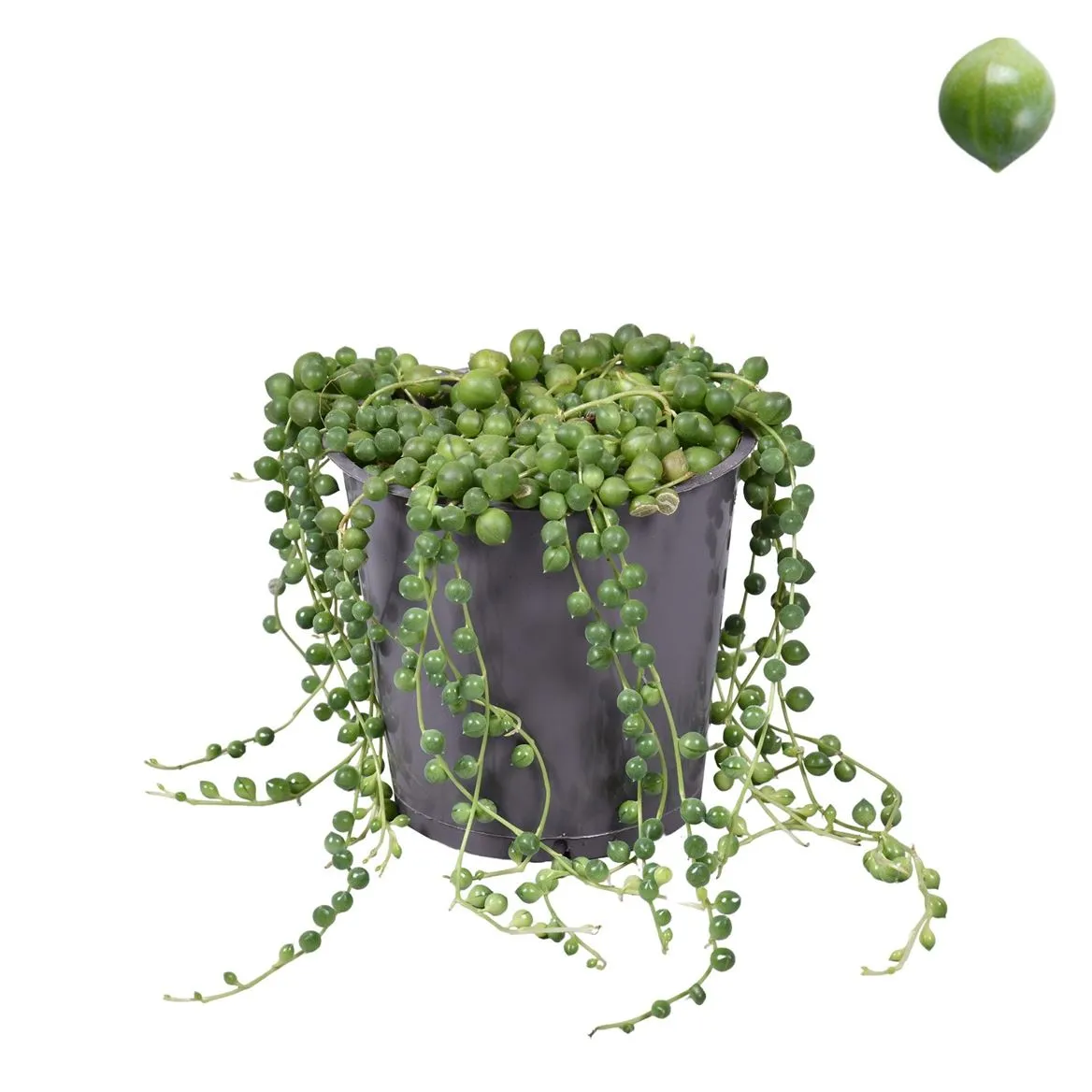 Senecio Rowleyanus (zonder Hoes) • črepník 12 cm