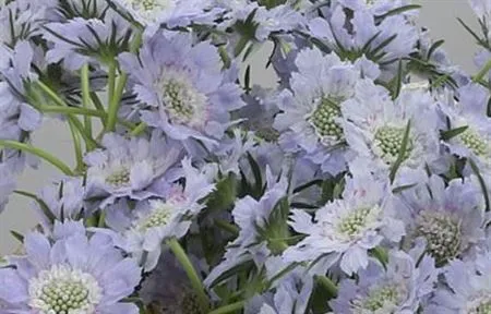 Scabiosa C Jisca Lavendel