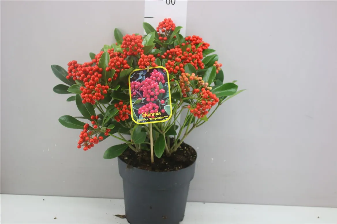 Skimmia Temptation 25+ X • črepník 23 cm