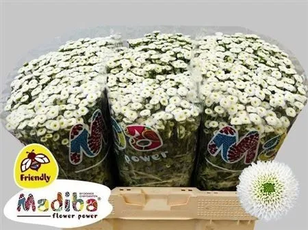 Sant Mad Ideal White • 55 cm