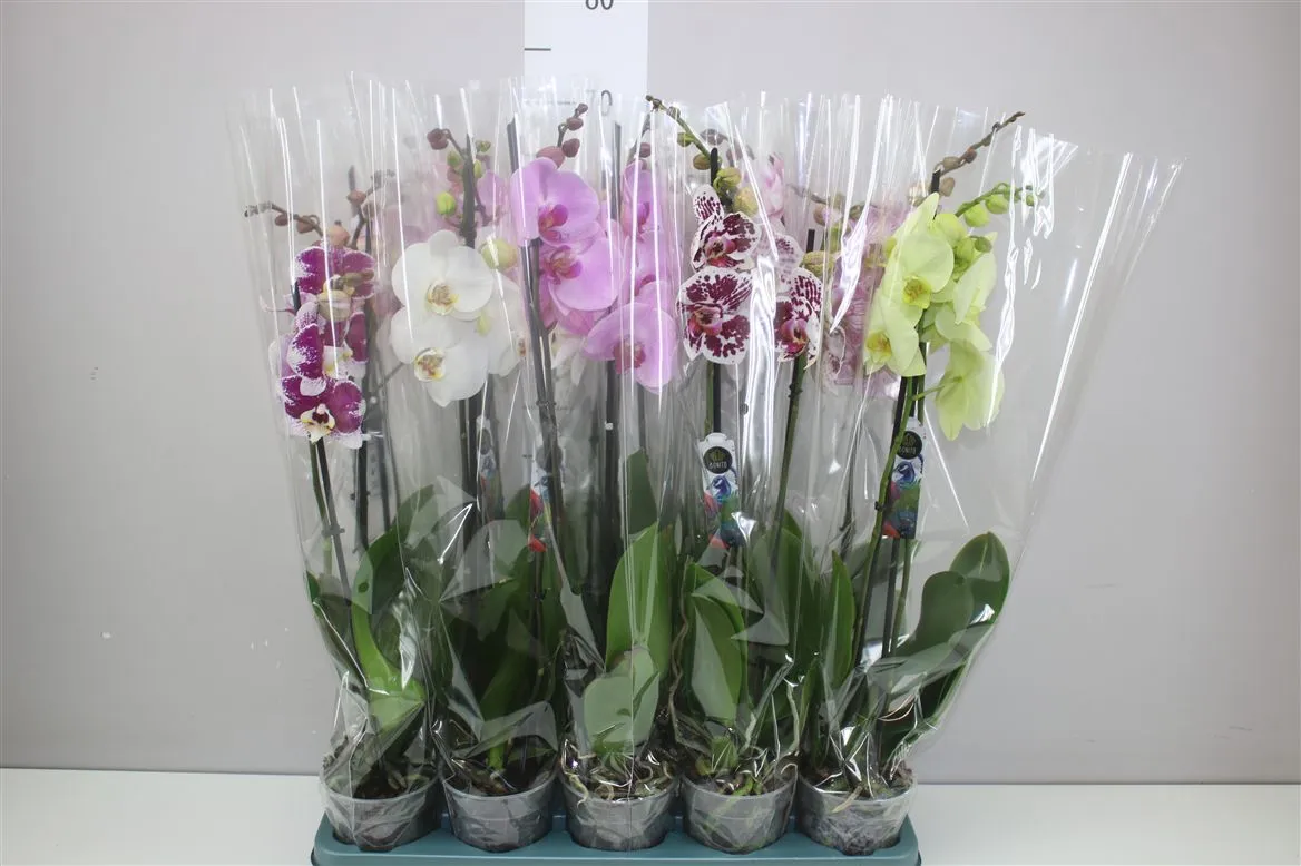 Orchidea Phalaenopsis mix, 2 výhony • črepník 12 cm