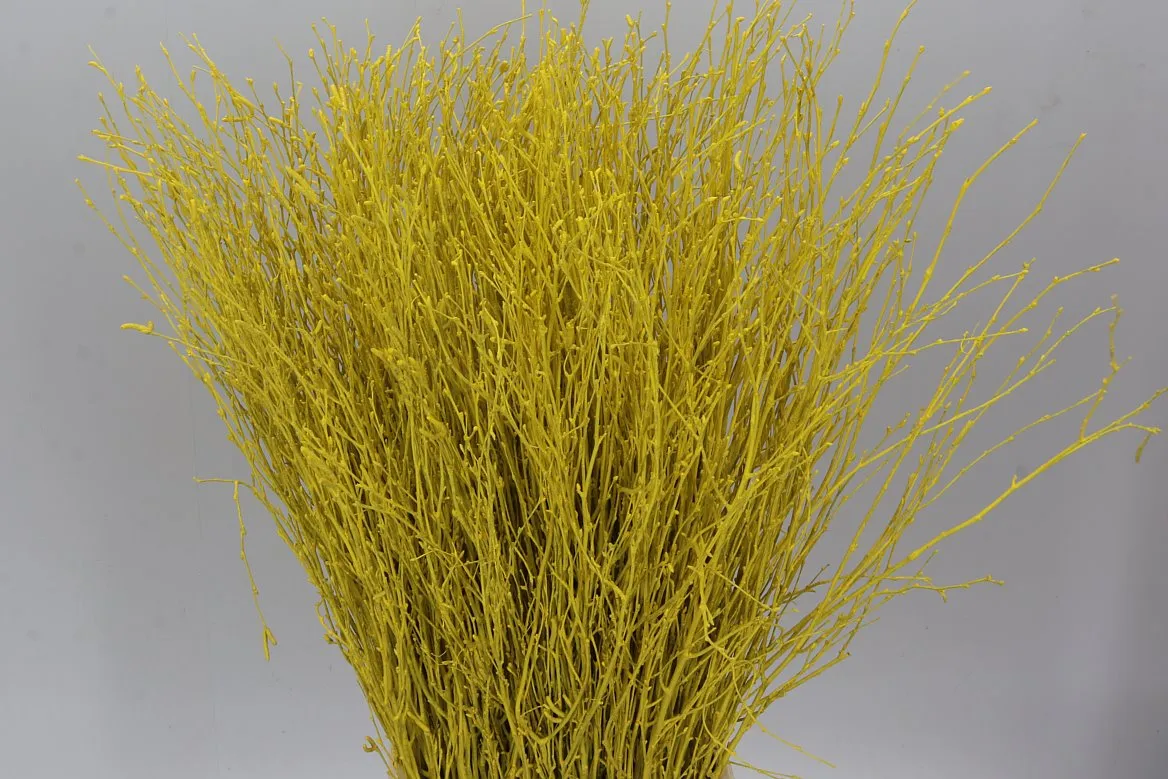 Breza Yellow • 70 cm