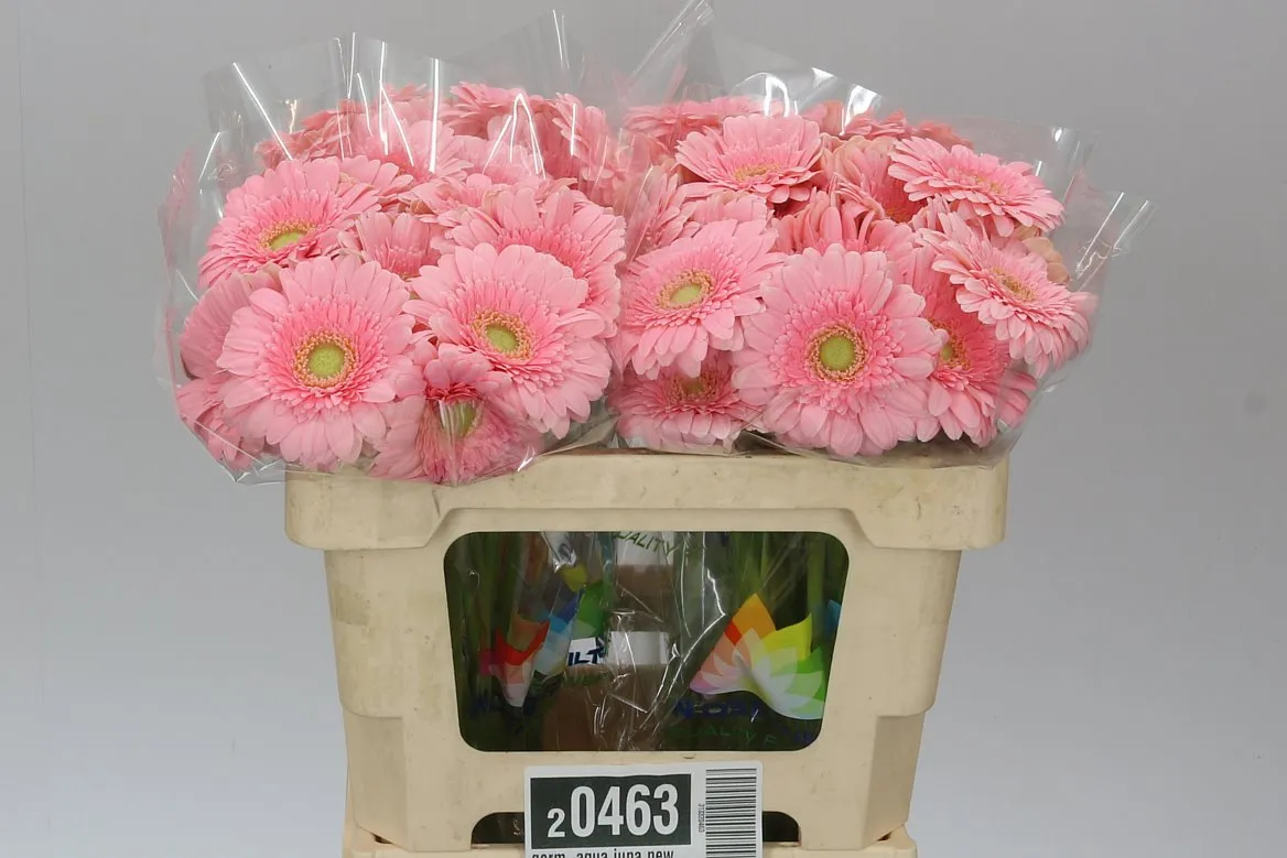Germini Aqua Juna • 50 cm