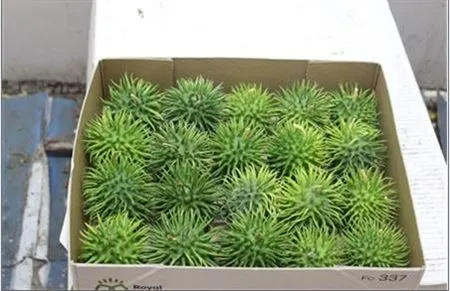 Cucumis Hirsutus