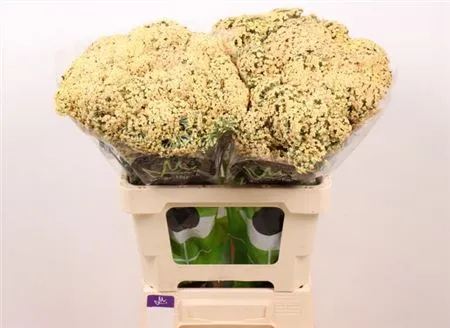 Achillea Neonglow Saffron • 60 cm