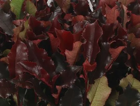 Photinia Magical Volcano • 60 cm