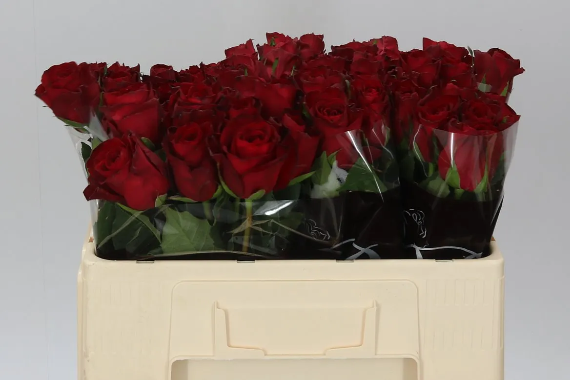 Ruža Madame Red • 50 cm