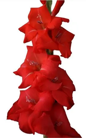 Glad. Red • 120 cm