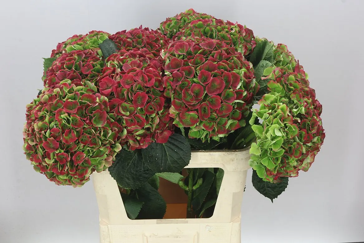 Hortenzia Opal Classic • 80 cm
