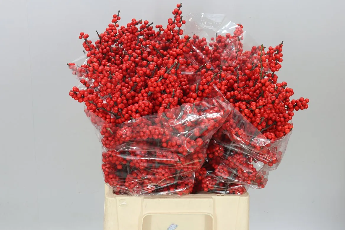 Ilex Verticillata • 60 cm