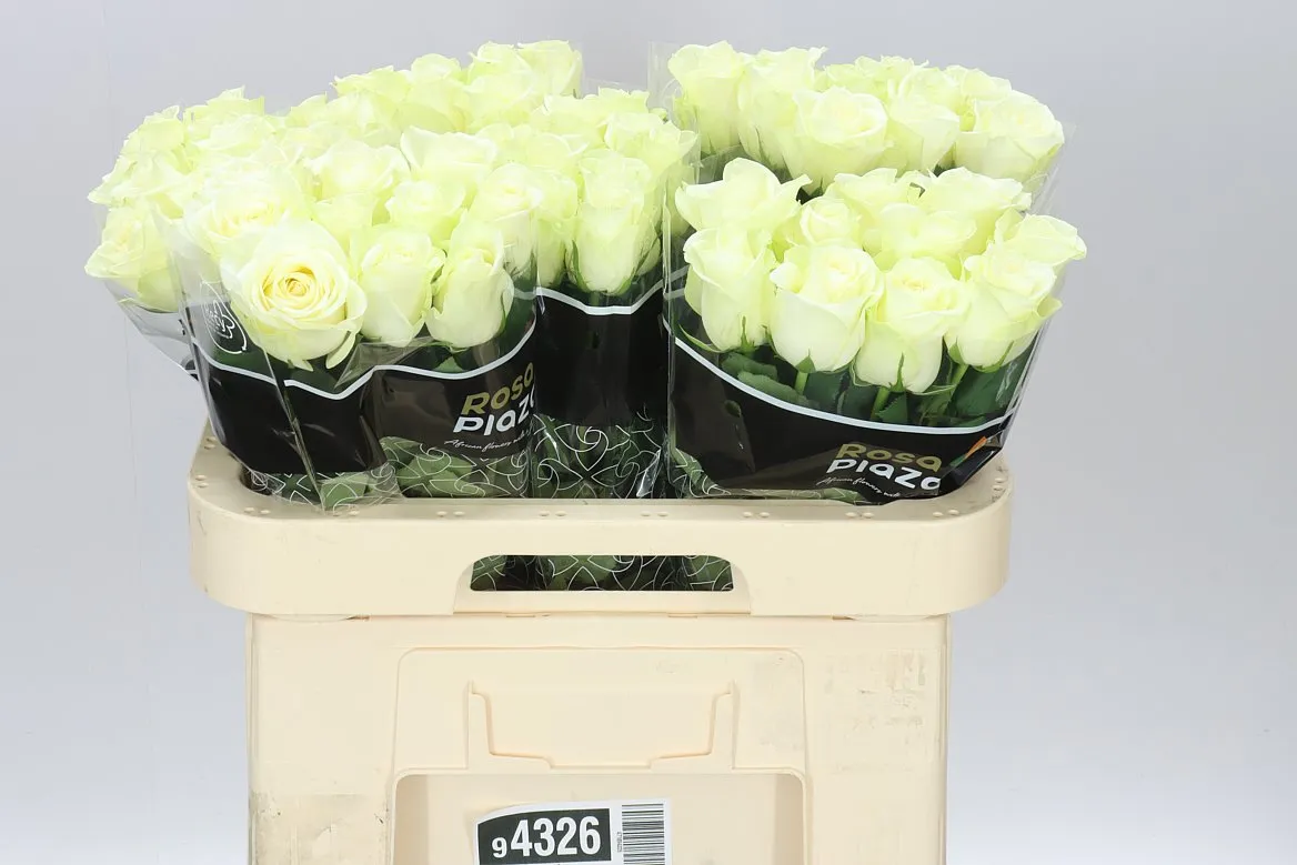 Rosa Gr Snowstorm • 60 cm
