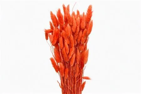 Dried Lagurus Peach • 60 cm