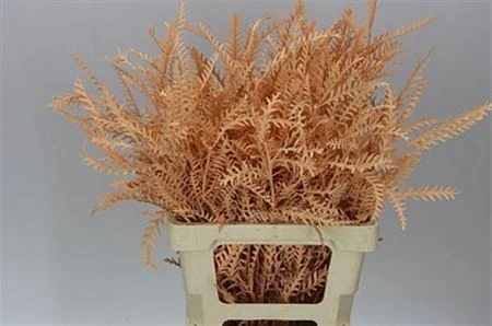 Ivanhoe Apricot • 60 cm