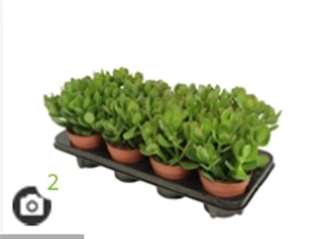 Crassula Ovata • črepník 12 cm