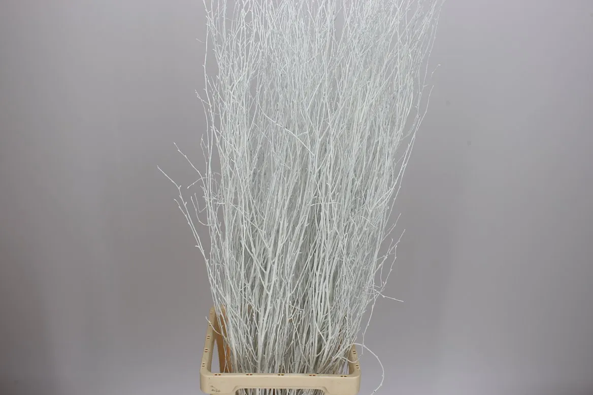 Berk White • 120 cm