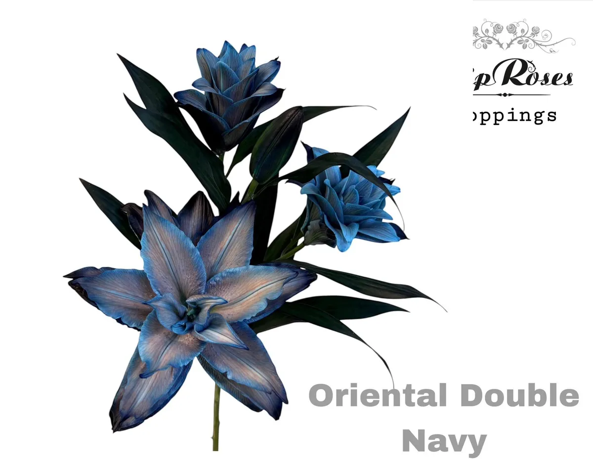 Ľalia orientálna Du Double Navy • 95 cm