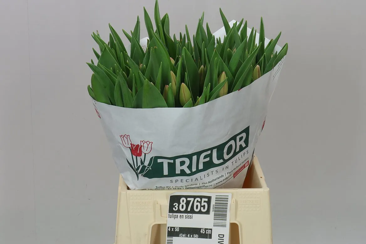 Tulipán jednoduchý Sissi • 45 cm