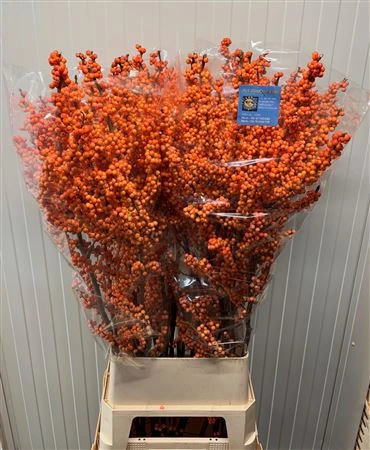 Ilex Winter Gold • 120 cm