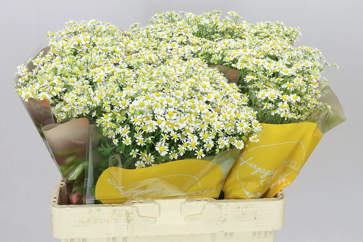 Tanacetum Single Vegmo • 60 cm