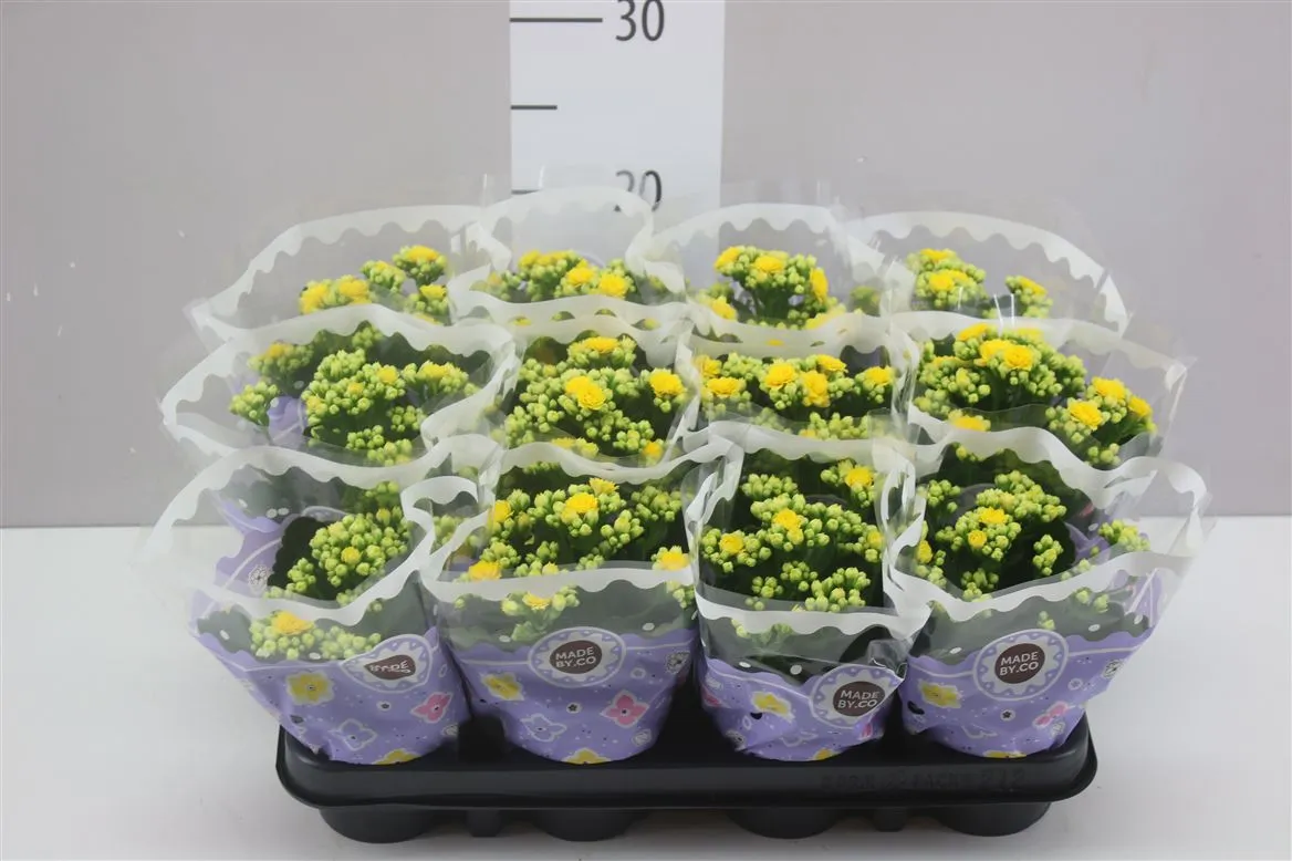 Kalanchoe Calandiva Geel Rijp • črepník 9 cm