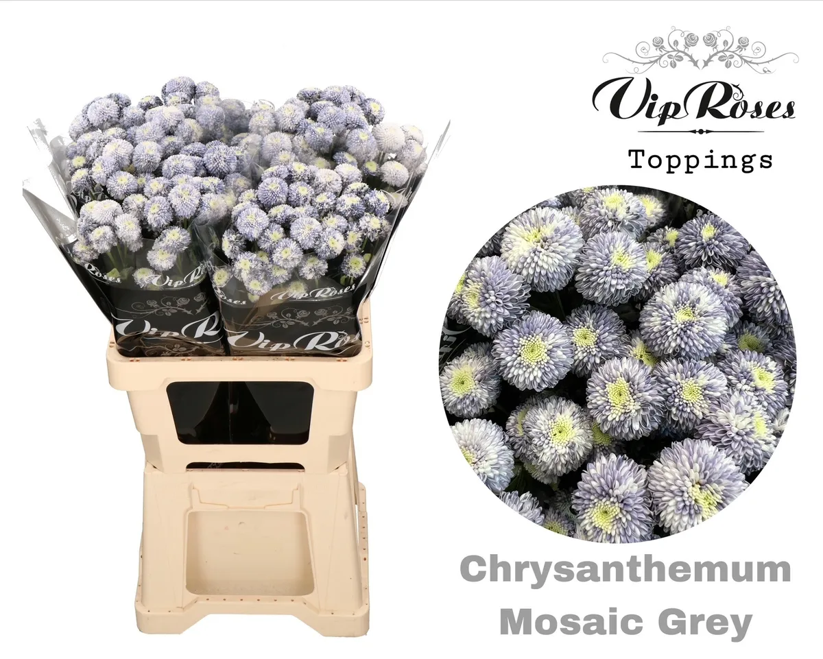Chryzantéma trsová Mosaic Grey • 60 cm